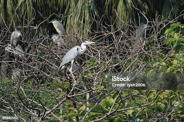 乾燥した木と鳥 - カラー画像のストックフォトや画像を多数ご用意 - カラー画像, シラサギ, 乾燥