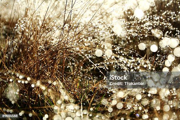 Fairy Lights Stock Photo - Download Image Now - Abstract, Agricultural Field, Bright