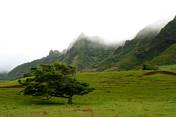 Tree Amidst The Mountains stock photo