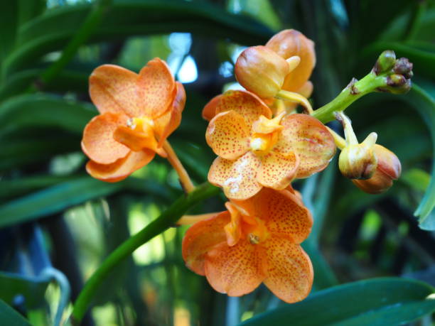 istock Orange coral vanda orchid flower 898846774