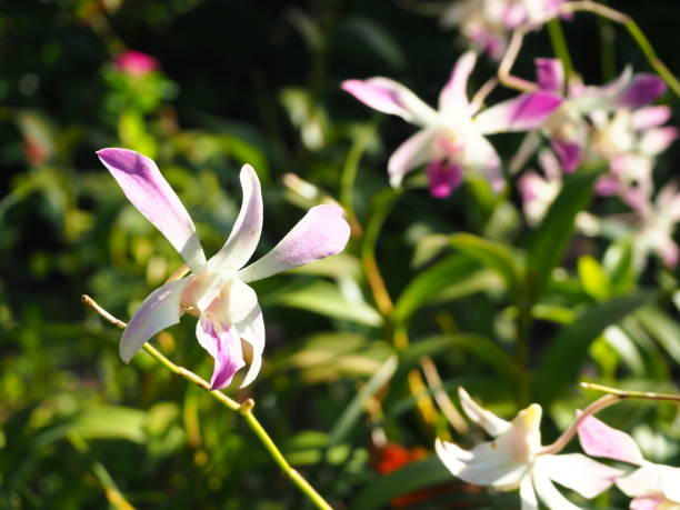 istock Thai wild Orchid - Vanda lilacina 898846924