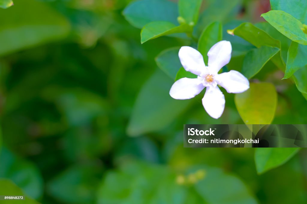 white Inda flower; Wringhtia antidysenterica R.Br,Apocynaceae white Inda flower; Wringhtia  antidysenterica R.Br,Apocynaceae Beauty Stock Photo