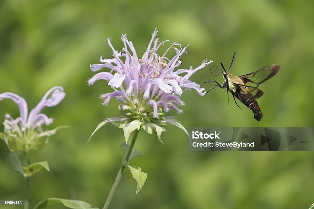 Snowberry Clearwing (Hemaris diffinis)  Animals In The Wild Stock Photo