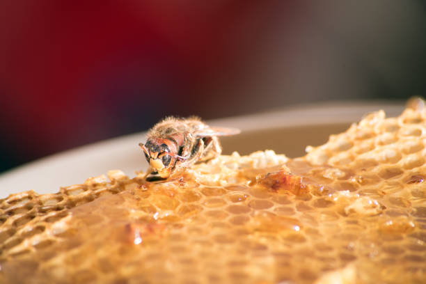 istock Wasp on bee honeycomb with honey 898848514