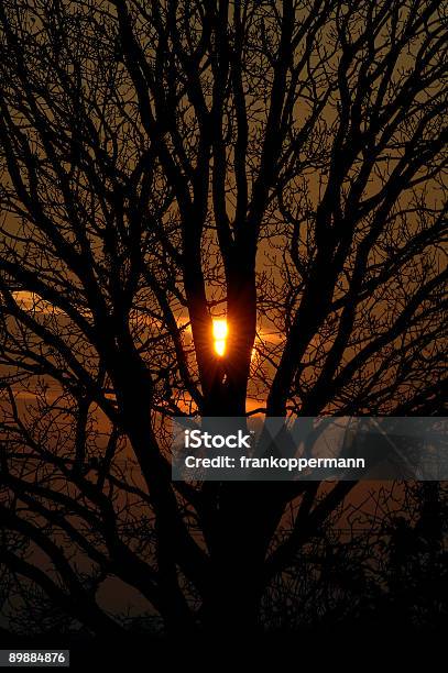 Äste Im Abendhimmel Stockfoto und mehr Bilder von Ast - Pflanzenbestandteil - Ast - Pflanzenbestandteil, Baum, Baumkrone