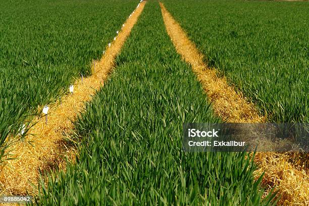 Gold Fields Stock Photo - Download Image Now - Agricultural Field, Agriculture, Balance