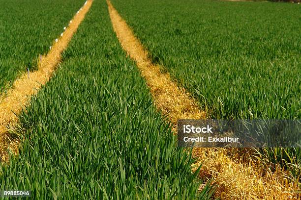 Gold Fields Stock Photo - Download Image Now - Footprint, Agricultural Field, Green Color