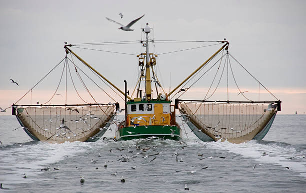 navio - barco de pesca de camarões imagens e fotografias de stock