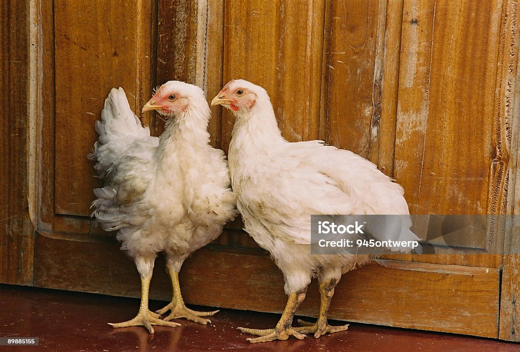 Dos las gallinas - Foto de stock de Animal libre de derechos