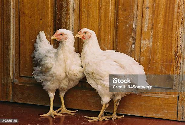 Dos Las Gallinas Foto de stock y más banco de imágenes de Animal - Animal, Animal vertebrado, Ave de corral