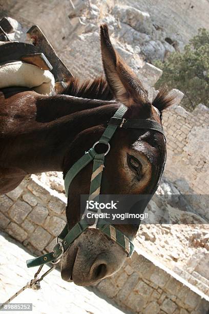 Asino - Fotografie stock e altre immagini di Animale - Animale, Composizione verticale, Cultura greca