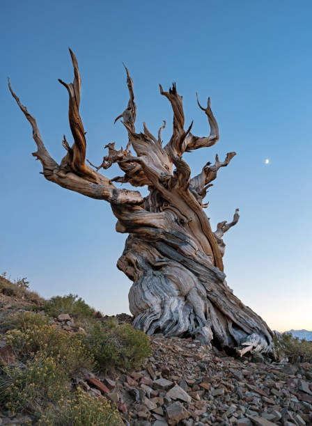 pôr da lua sobre a floresta de pinho de bristlecone antigos - bristlecone pine pine tree tree forest - fotografias e filmes do acervo