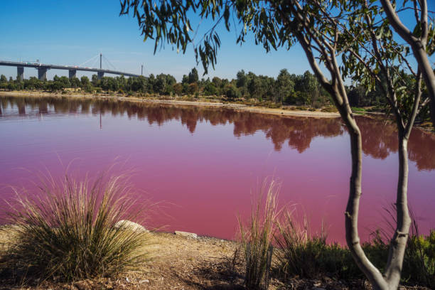 Port Melbourne - Pink Lake at Westgate Park The salt lake in Westgate Park turns pink during warmer months, as algae growing in it produces a red pigment. port melbourne melbourne stock pictures, royalty-free photos & images