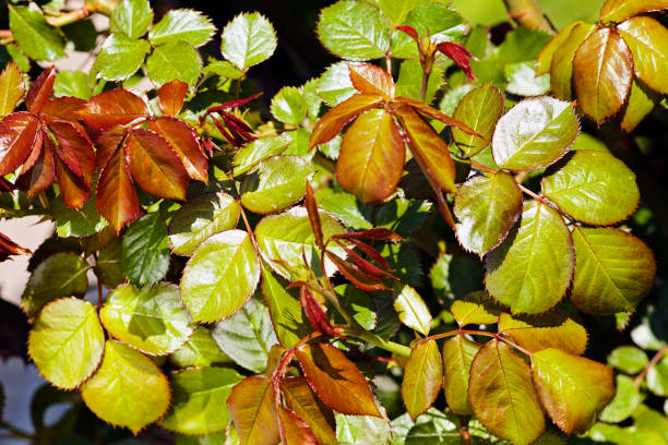 istock red and green leaves 898856752