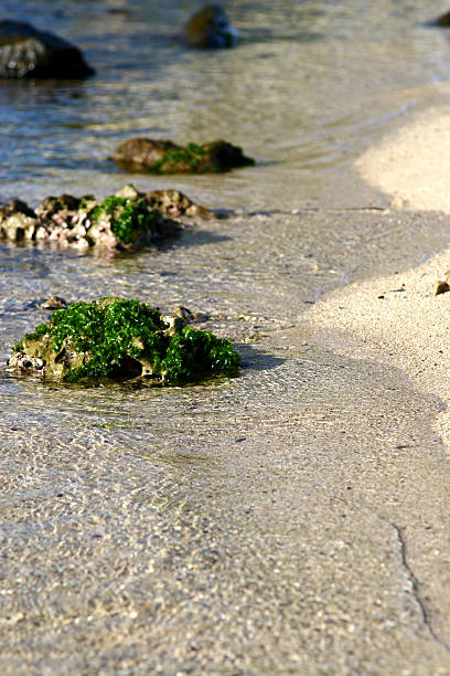 Algae covered rocks stock photo