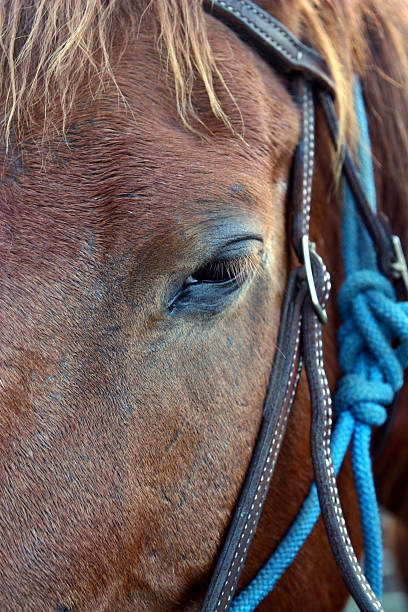 Horse's Point of View stock photo