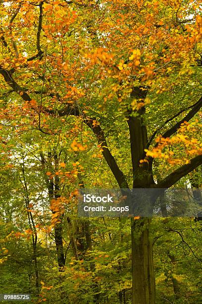 สีฤดูใบไม้ร่วง ภาพสต็อก - ดาวน์โหลดรูปภาพตอนนี้ - กลางแจ้ง - การตั้งค่า, การถ่ายภาพ - ภาพ, กิ่งไม้ - ส่วนพืช