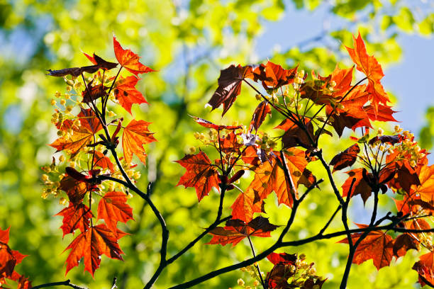 istock yellow flower with red leaves 898858008