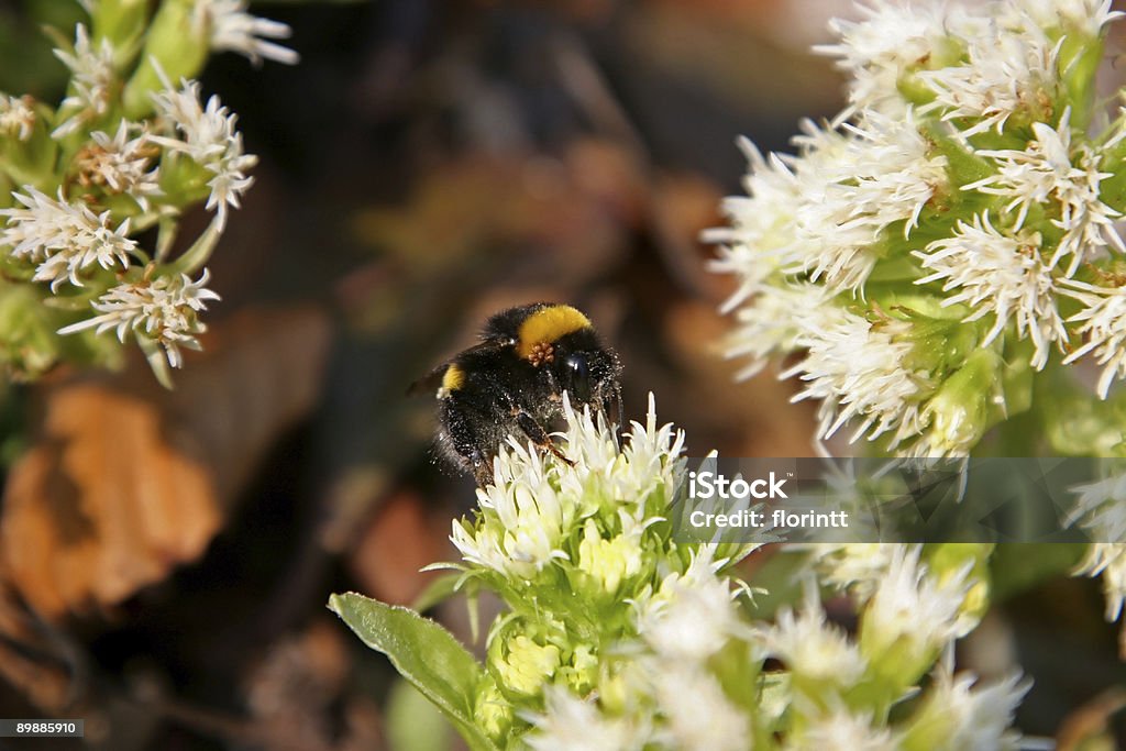 Wild bee on white flowers  Animal Stock Photo