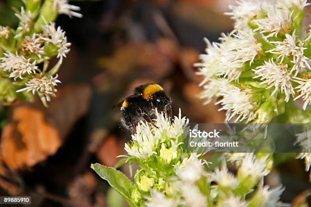 Wild Bee On White Flowers Stock Photo - Download Image Now - Animal, Bee, Beehive