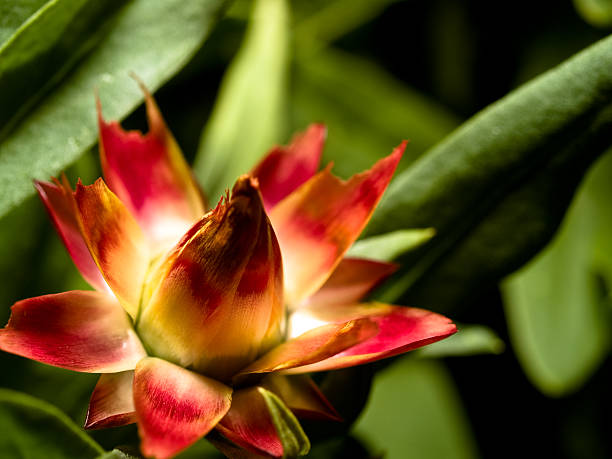 Flor vermelha em Campo Verde - foto de acervo