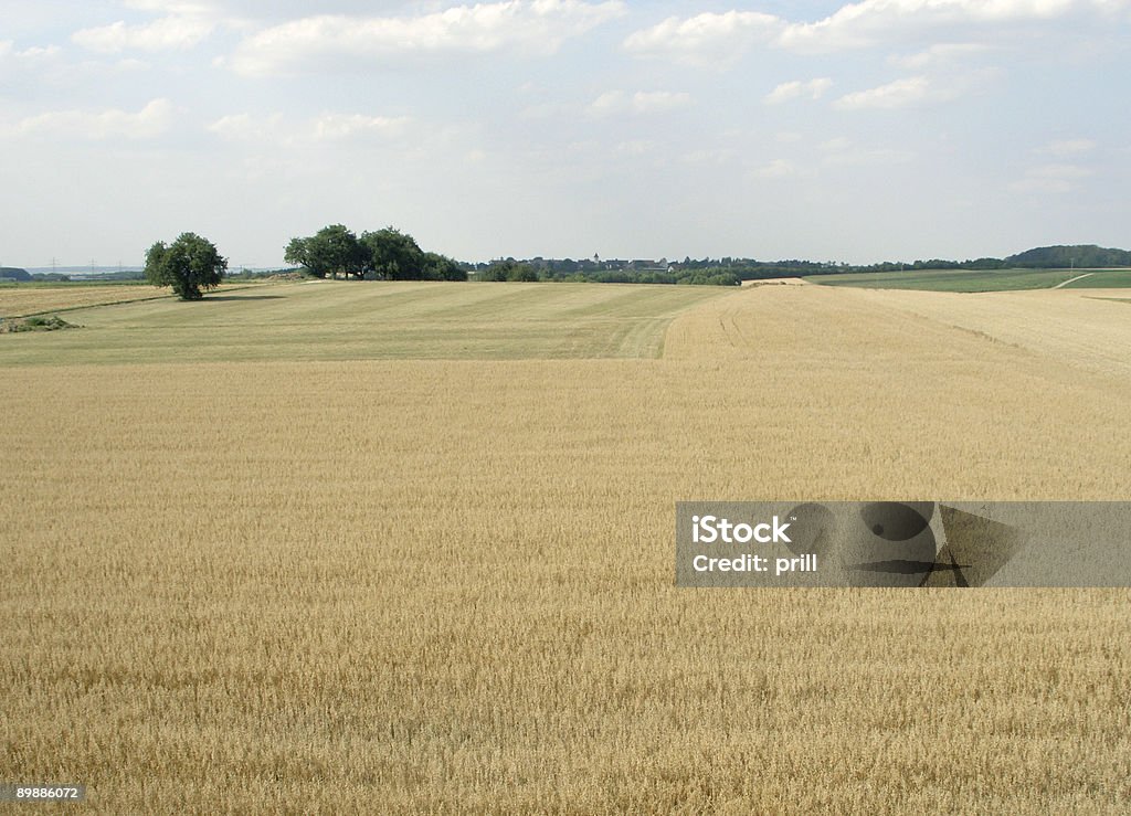 campo de maíz en Hohenlohe - Foto de stock de Agricultura libre de derechos