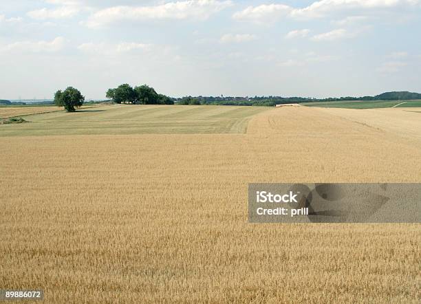 Campo De Maíz En Hohenlohe Foto de stock y más banco de imágenes de Agricultura - Agricultura, Aire libre, Ajardinado