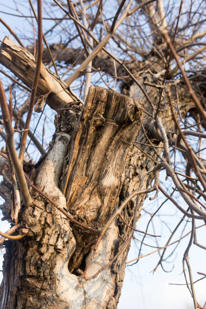 istock bare branches of an old tree in nature 898861378