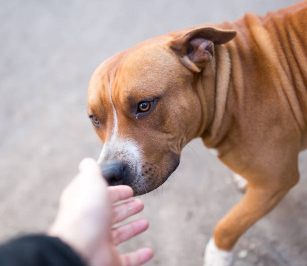 istock dog is a pit bull with a hand 898861926