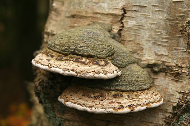 outono cena: cogumelo na árvore - mushrooms of the northwest - fotografias e filmes do acervo