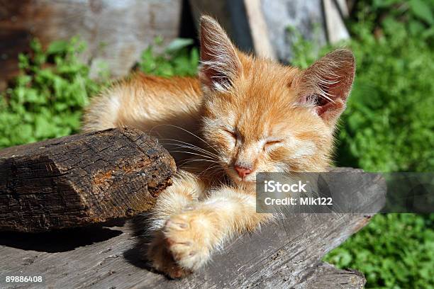 Piccolo Gatto Pelo - Fotografie stock e altre immagini di Ambientazione esterna - Ambientazione esterna, Animale, Animale da compagnia