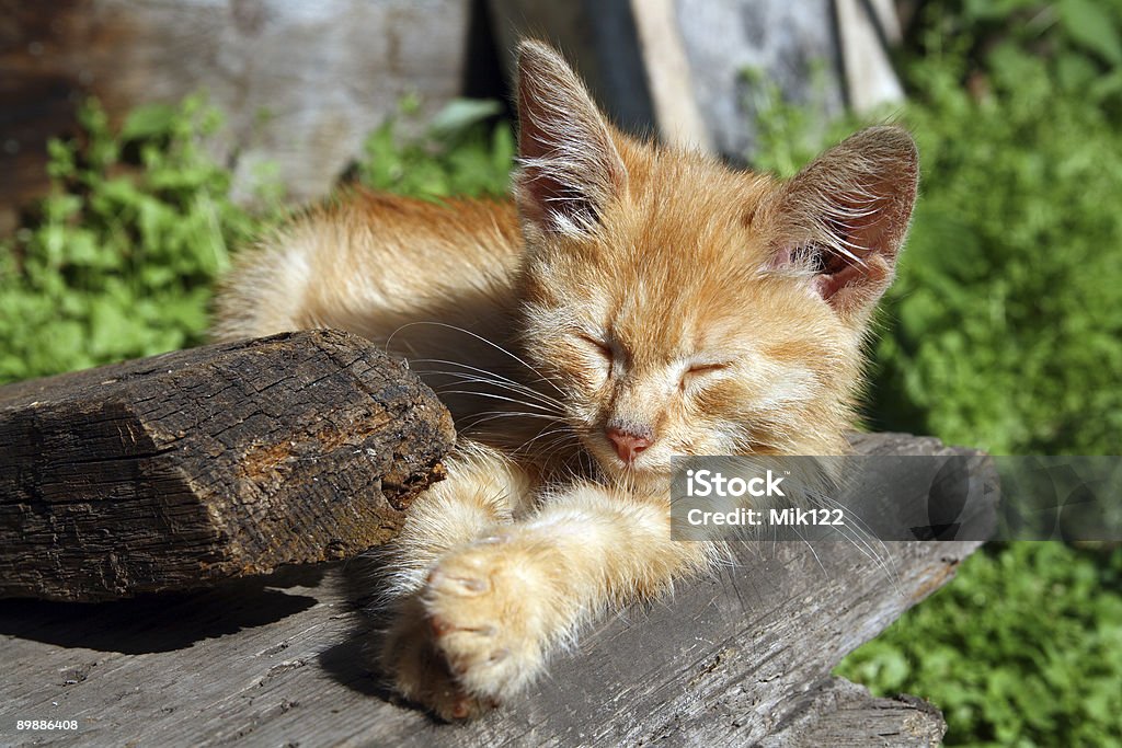 Pequeno gato dormindo - Foto de stock de Alpendre royalty-free