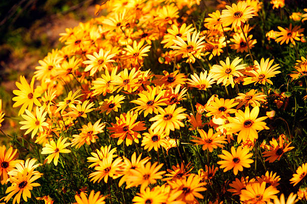 Yellow flower field. stock photo