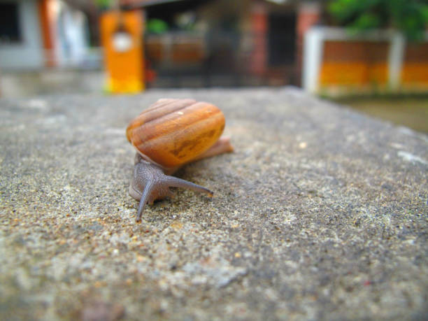 istock Snail Island is on a cement pillar. 898864490