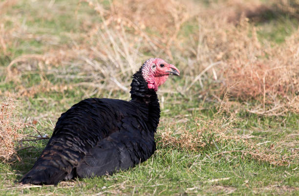 istock a turkey on a farm outdoors 898864652