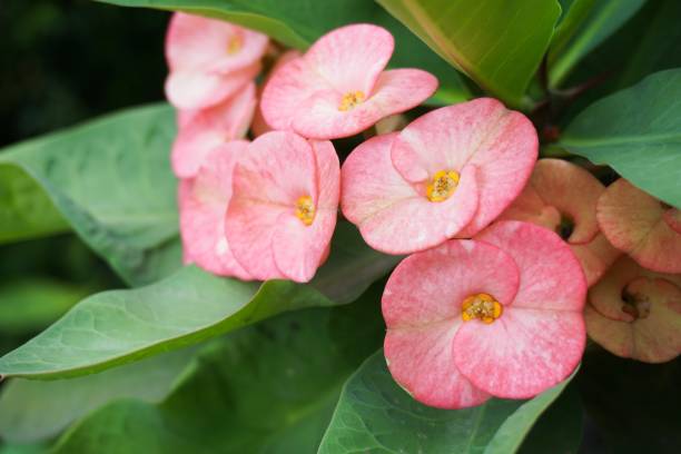 istock pink Euphorbia milii flower 898865062