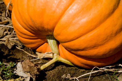 Autumn background with pumpkins