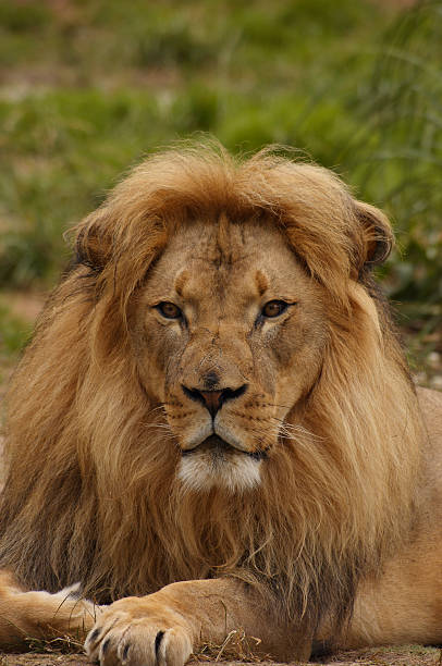istock African lion portrait 4 89886737