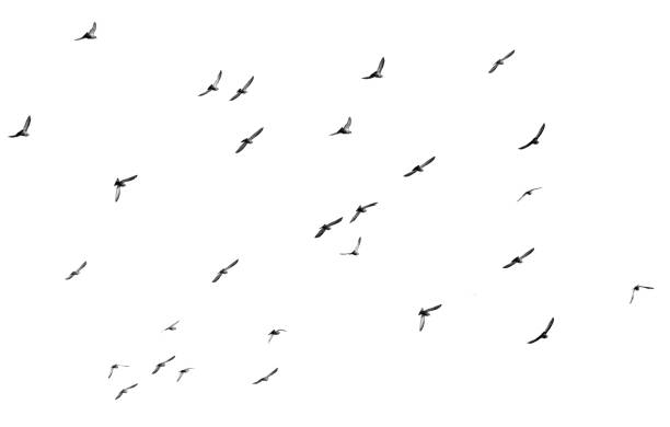 istock flock of pigeons on a white background 898868584