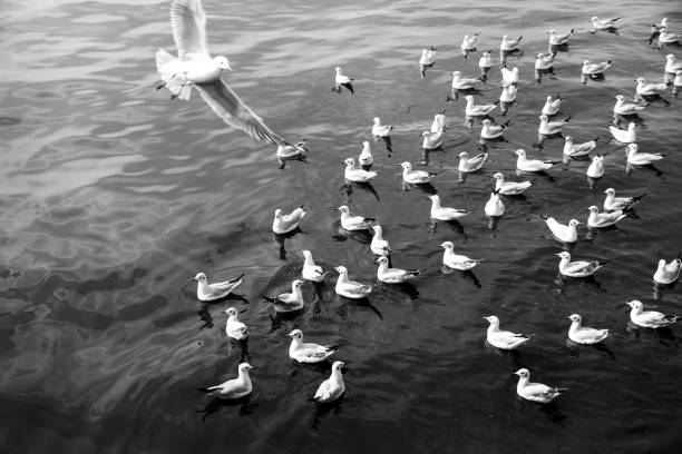 istock Black and white Nature with Freedom concept. 898868664