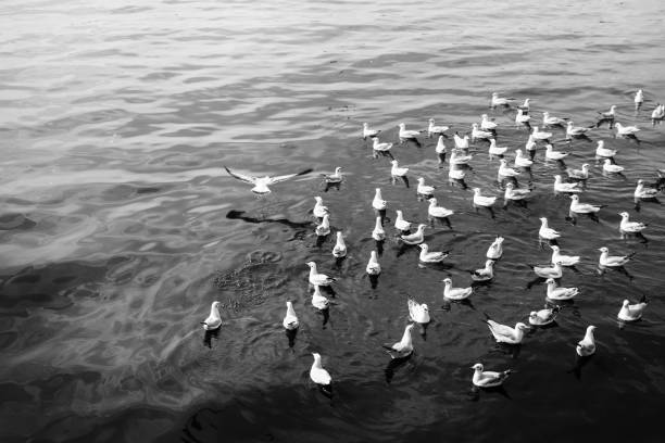 istock Seagull Fly in the Surface ocean.Black and white background 898868694