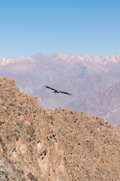 istock Condor’s flight at Colca canyon 898869786