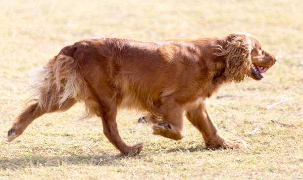 istock red dog on the nature 898870126
