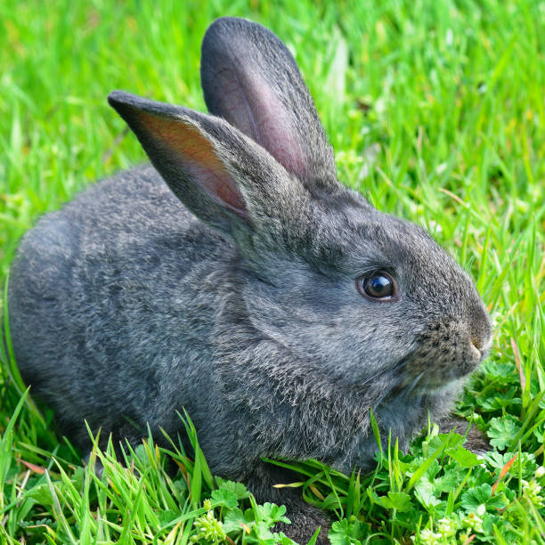 istock Little rabbit on green grass background in summer day. 898870184