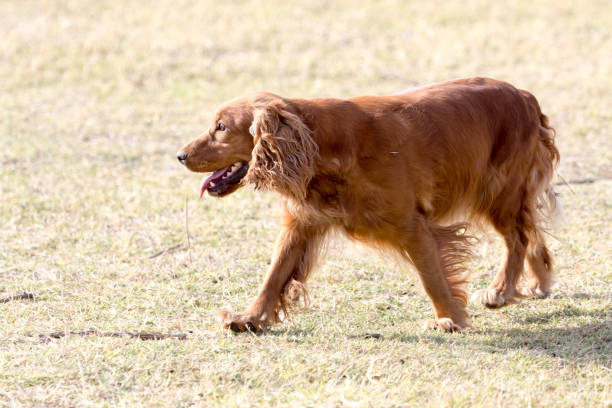 istock red dog on the nature 898870244