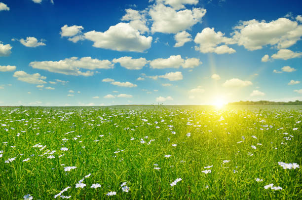 istock Field with flowering flax and sunrise on blue sky. 898870258