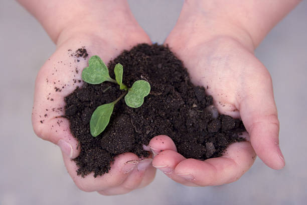 istock Seedling in soil and in girls hands 89887255