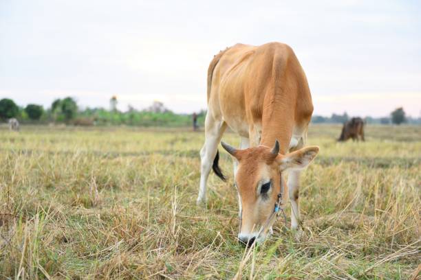 istock The cows are eating grass for pleasure in the fields 898873628