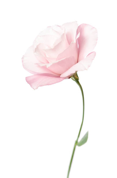 istock Beautiful Eustoma flower isolated on white background 898873994
