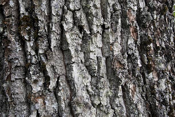 Bark background stock photo